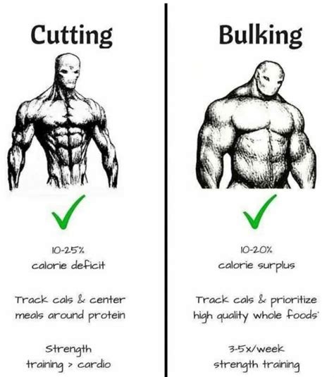 Bulking And Cutting Exercise Science Copaxpico