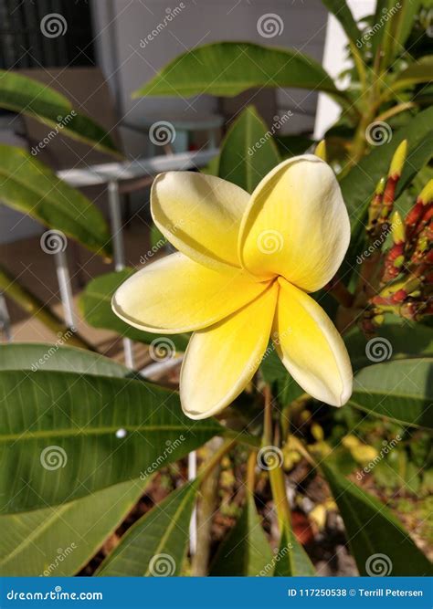 Hawaiian lei yellow flower stock photo. Image of hawaiian - 117250538