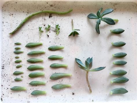 3 Ways To Propagate Succulents From Leaf Stem Or Branch Cuttings