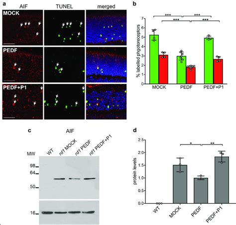 Effects Of PEDF On AIF A Immunofluorescence Of AIF Red And TUNEL