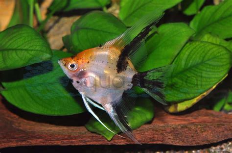 Skalar Koi Goldkopf Pterophyllum Scalare Koi Goldkopf