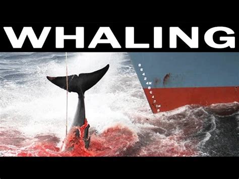 Whales And Whaling Industry Have Been Killed By The Hunted