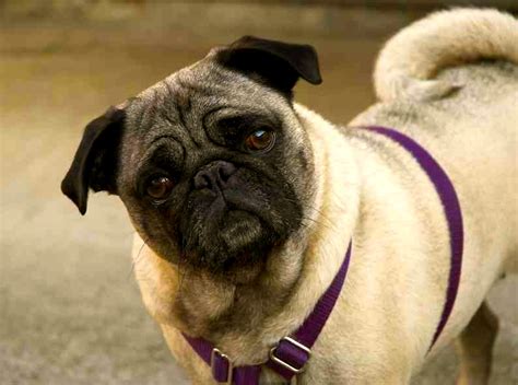 Pug O Carlino Caracter Y Cuidados Razas De Perros