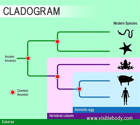 Overview of Evolution