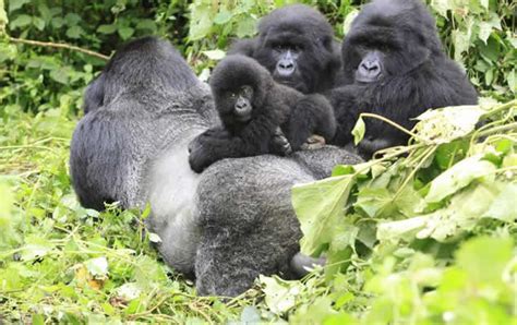 Gorilla safaris in Uganda; Gorilla Trekking Guide in Uganda