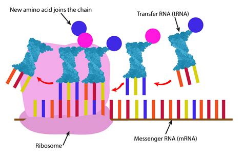 Difference Between Dna Nucleotides And Mrna Nucleotides