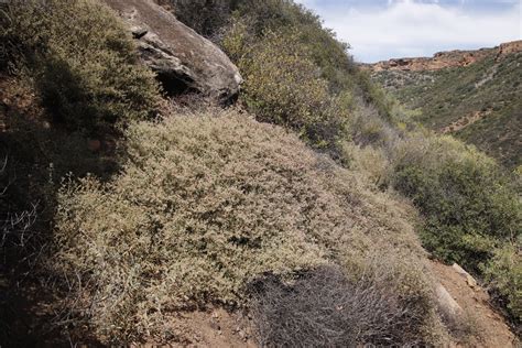 Pinks Cactuses And Allies From Rock Pigeon Trail Day 2 E Slopes