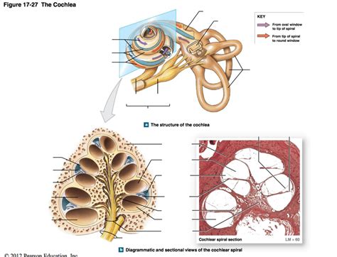 Figure 17 27 The Cochlea Diagram Quizlet