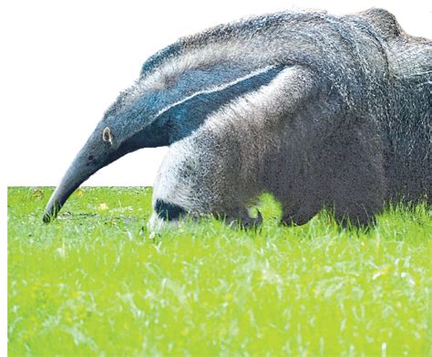 Riesenotter Roter Vari Flachlandtapir Großer Ameisenbär