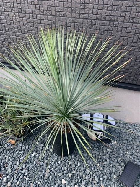 楽天市場限定1鉢ユッカロストラータ 80cm観葉植物 大型 耐寒性 学名 Yucca rostrata ユッカ 鉢植え