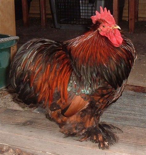 Gold Laced Cochin Rooster