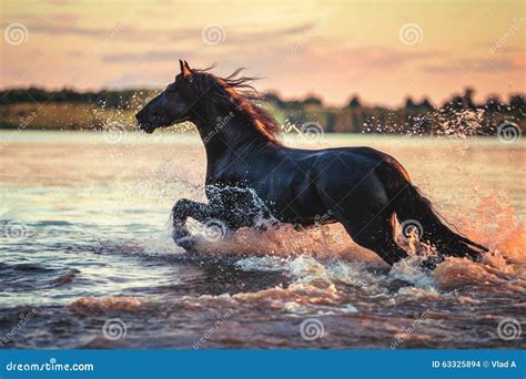 Black Horse Running in Water at Sunset Stock Photo - Image of horse ...