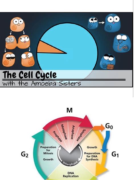 Ciclo Celular Senescencia Y Muertepptx Pdf P53 Ciclo Celular