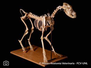 Osteolog A Museo Anatom A Veterinaria