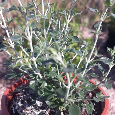 Teucrium marum(Cat Thyme) 1LITRE Pot