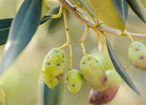 Mosca Dell Olivo Difesa Bio E Prevenzione Mosca Olearia