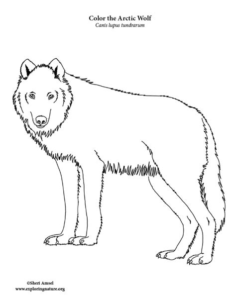 Free Arctic Wolf Coloring Pages