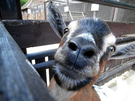 funny goat | Goats funny, Goats, Animals