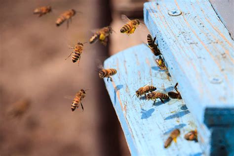 Alla Scoperta Del Mondo Delle Api Azienda Agricola Giaquinto