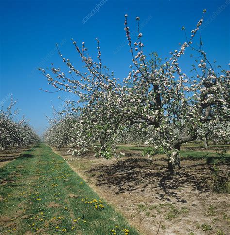 Apple orchard - Stock Image - C009/2477 - Science Photo Library