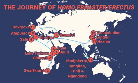 Homo Ergastererectus Down From The Trees The Human Journey