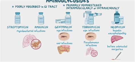 Aminoglycosides – description, action, application, side effects ...