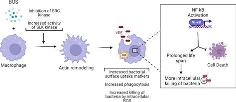 Bosutinib Stimulates Macrophage Survival Phagocytosis And