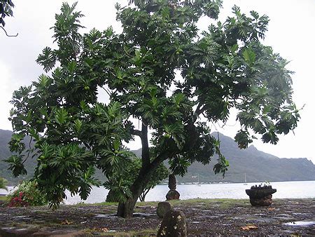 Arbre à pain ou Uru Arbres Nuku Hiva Îles Marquises Polynésie