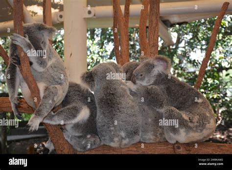 Eucalyptuscanopy Hi Res Stock Photography And Images Alamy