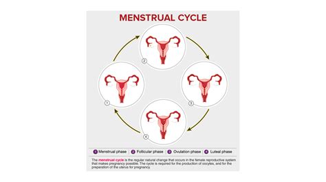 Define Menstrual Cycle And Explain Its Various Phases With Diagram