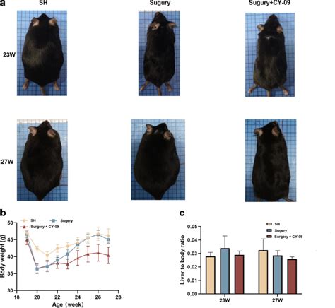 Changes In Body Sizes A Body Weight B And Liver To Body Weight