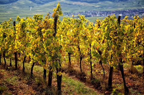 Alsace Grands Crus Wine Tour Private Full Day Tour From Colmar Musement