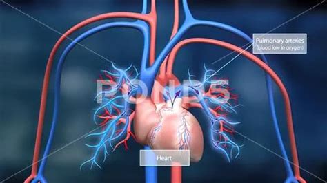 This Features The Heart And Circulatory System And How They Work