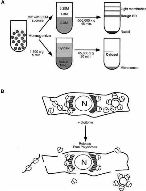 Methods For Fractionation Of Cultured Cells A Mechanical