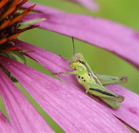 North American Spur Throated Grasshoppers From Montgomery County OH