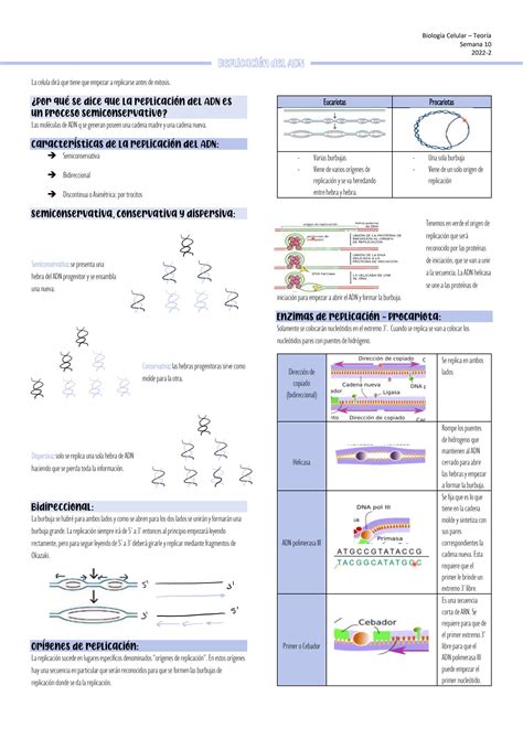 SOLUTION Replicaci N Del Adn Studypool