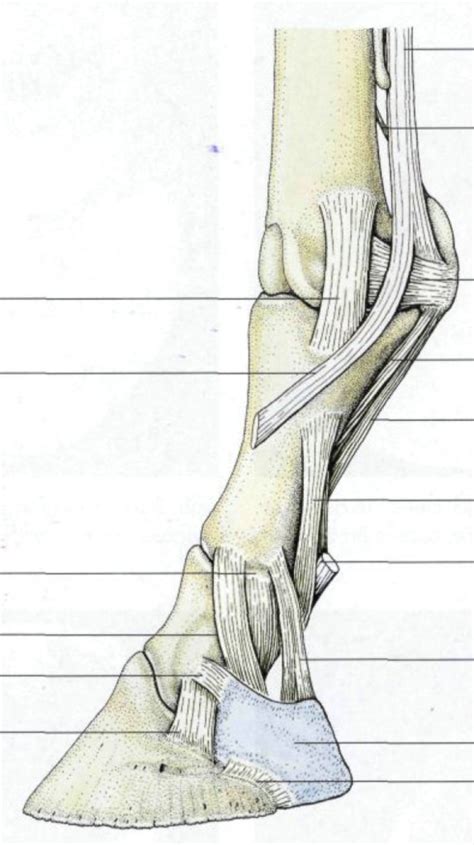 Bänder Zehe Pferd lateral Diagram Quizlet