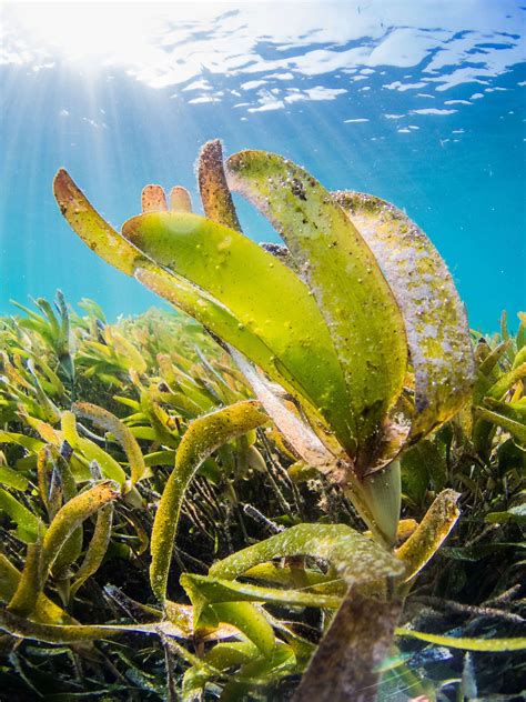 Project Seagrass Spearheads Conservation of Keystone Marine Species