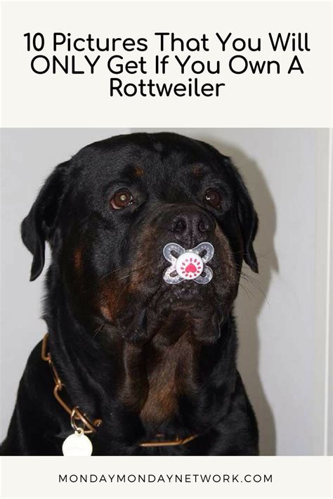 Why Rottweilers Have A Bad Reputation