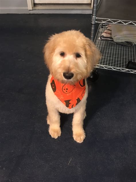 deb's diamond pet parlor 7