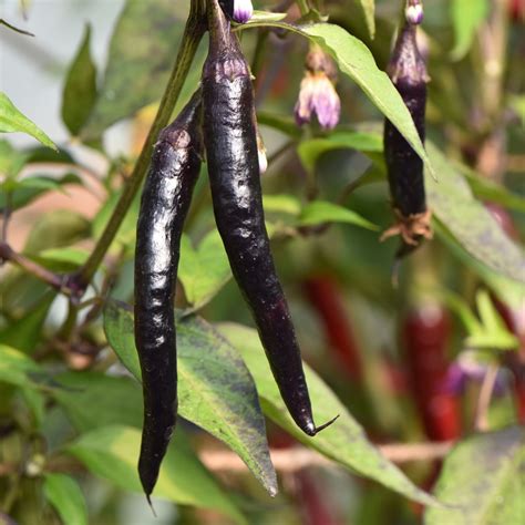 Cayenne Purple Chilli Pepper Seed Capsicum Annuum Buy Online