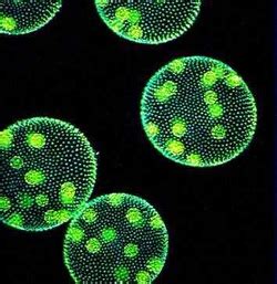 Protista - Classification