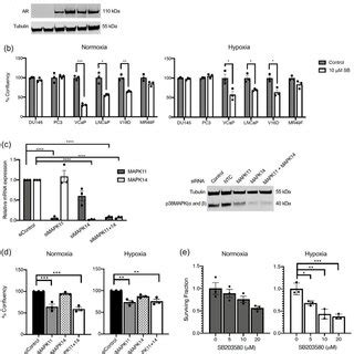 p38 MAPK inhibition decreases cell proliferation and survival in ... 