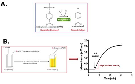 P Nitrophenyl Phosphate Hydrolysis To P Nitrophenol