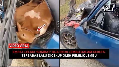 Dah Kenapa Empat Lelaki Sumbat Ekor Lembu Dalam Kereta Youtube