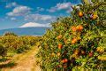 Sicilian Oranges Varieties Health Benefits And Traditional Recipes