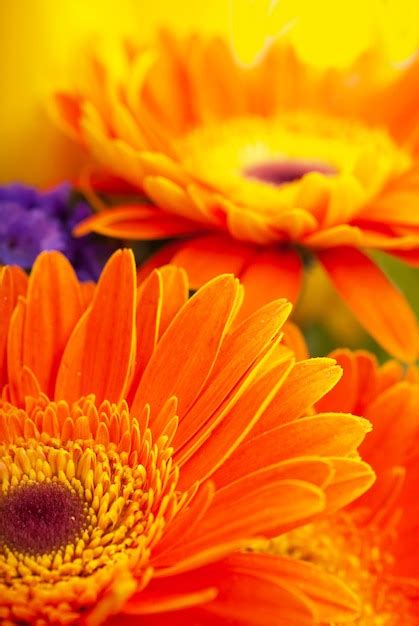 Flor Gerbera Fecha Isolada No Fundo Branco Foto Premium