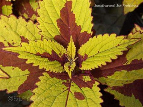 Coleus Coleus Scutellarioides Pineapple Beauty In The Coleus