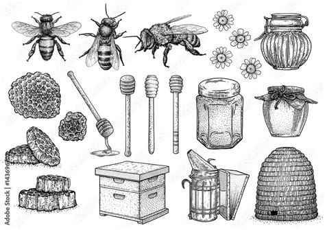 Bee Honey Hive Beekeeping Illustration Drawing Engraving Line Art Vector Stock