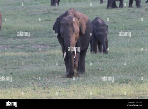 Elephants in Minneriya National Park, Sri Lanka Stock Photo - Alamy